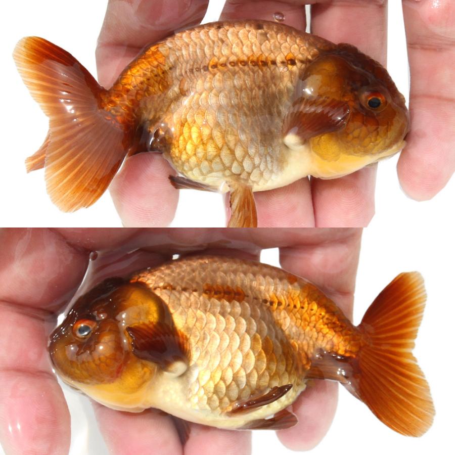 金魚）一点物 瑪瑙らんちゅう（中国産）9cm±（1匹） : charm 第2