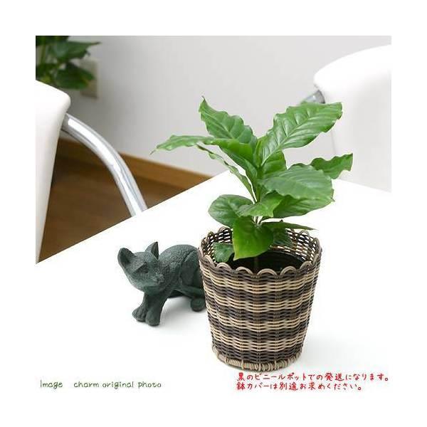 （観葉植物）コーヒーの木　３号（１ポット）（Yahoo!・charm 第2ヤフー店）