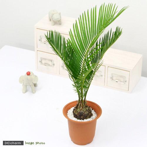 （観葉植物）サイカス　ソテツ（蘇鉄）　４号（１鉢）（Yahoo!・charm 第2ヤフー店）