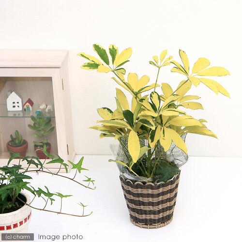 （観葉植物）シェフレラ　ホンコン　ハッピーイエロー　４号（１鉢）（Yahoo!・charm 第2ヤフー店）