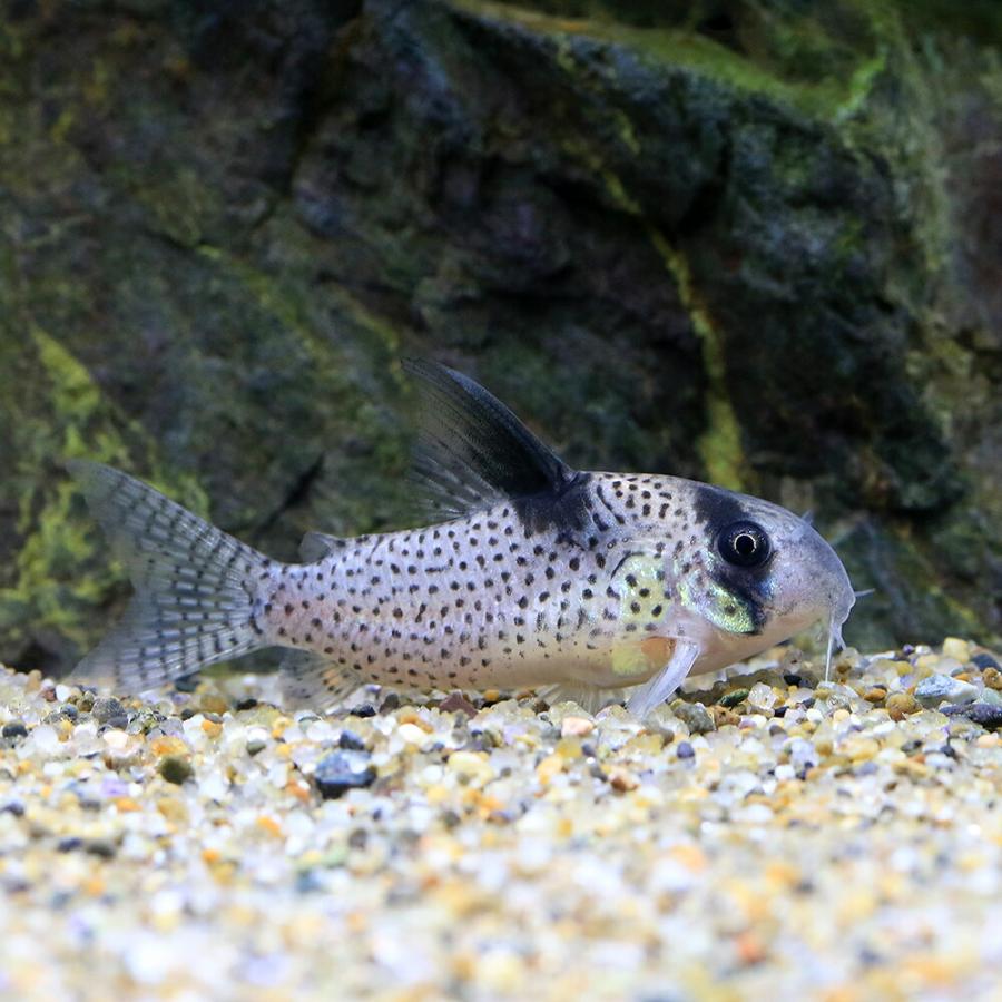 （熱帯魚）コリドラス・ユウナ　ローライマ（ブリード）（１匹）　北海道・九州航空便要保温_1