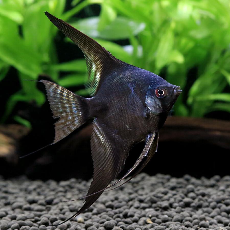 熱帯魚）ブラックサタンエンゼルフィッシュ（国産ブリード）（1匹