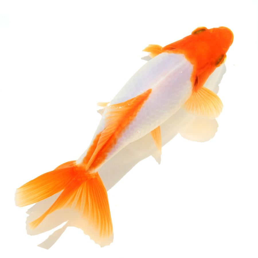 国産金魚）一点物 三州錦 15cm±（1匹） : charm 第2ヤフー店