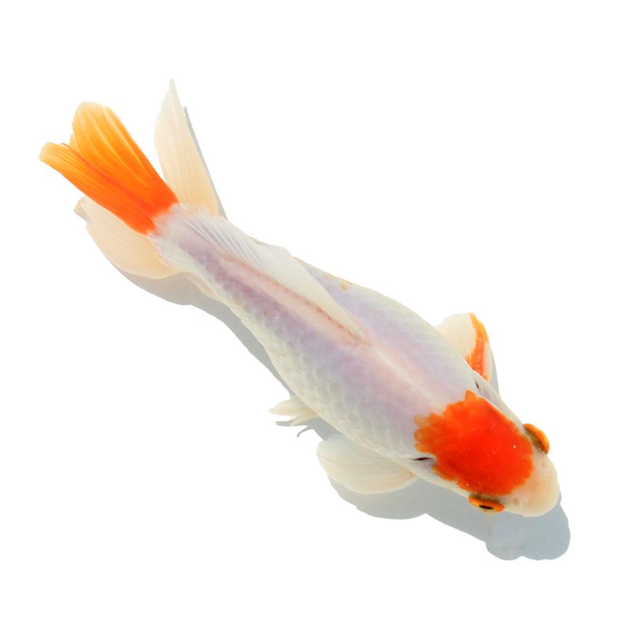 国産金魚）一点物 三州錦 14cm±（1匹） : charm 第2ヤフー店