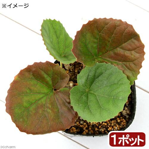 （山野草）オオイワカガミ（大岩鏡）　３号（１ポット）（Yahoo!・charm 第2ヤフー店）