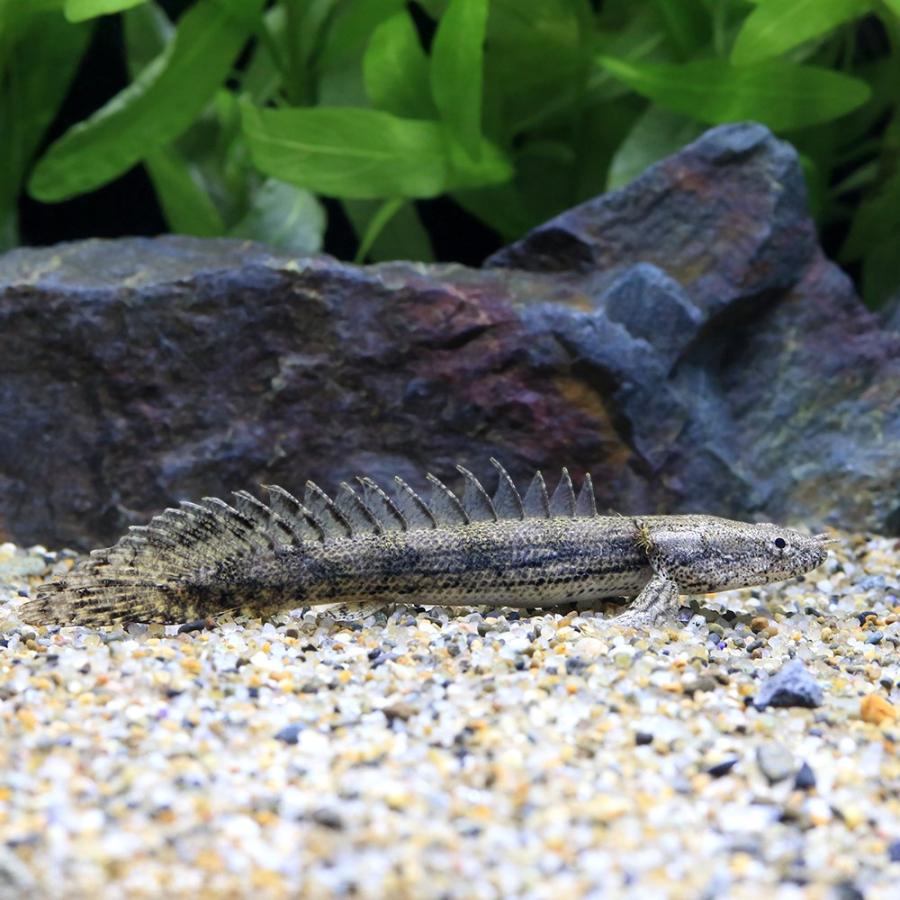 熱帯魚）ポリプテルス・ビキール・ビキール×アンソルギー（1匹 