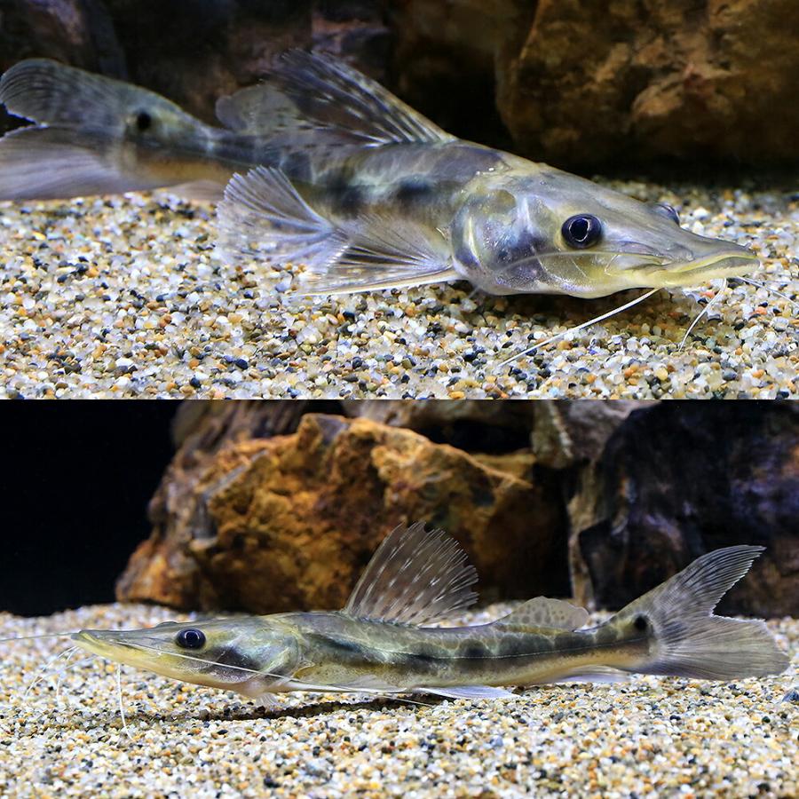 （熱帯魚）エイティーンスポットシャベルノーズキャット（１匹）　北海道・九州航空便要保温_1