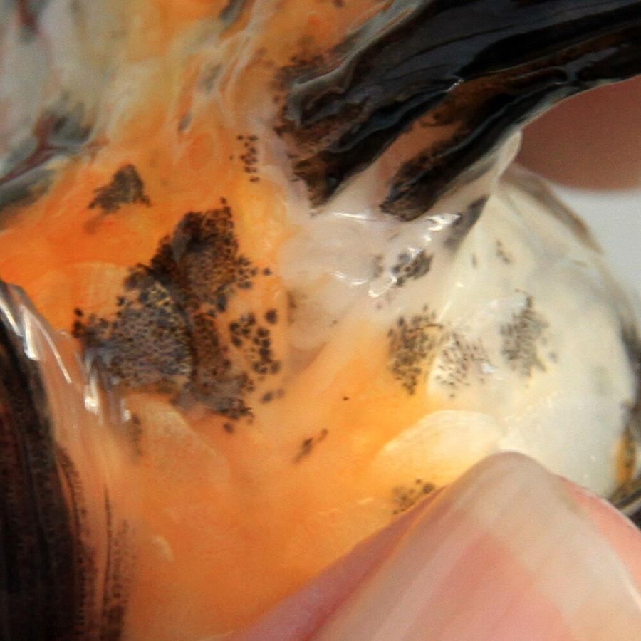 （国産金魚）一点物　京錦　志村養魚場産　１９ｃｍ&plusmn;（１匹）