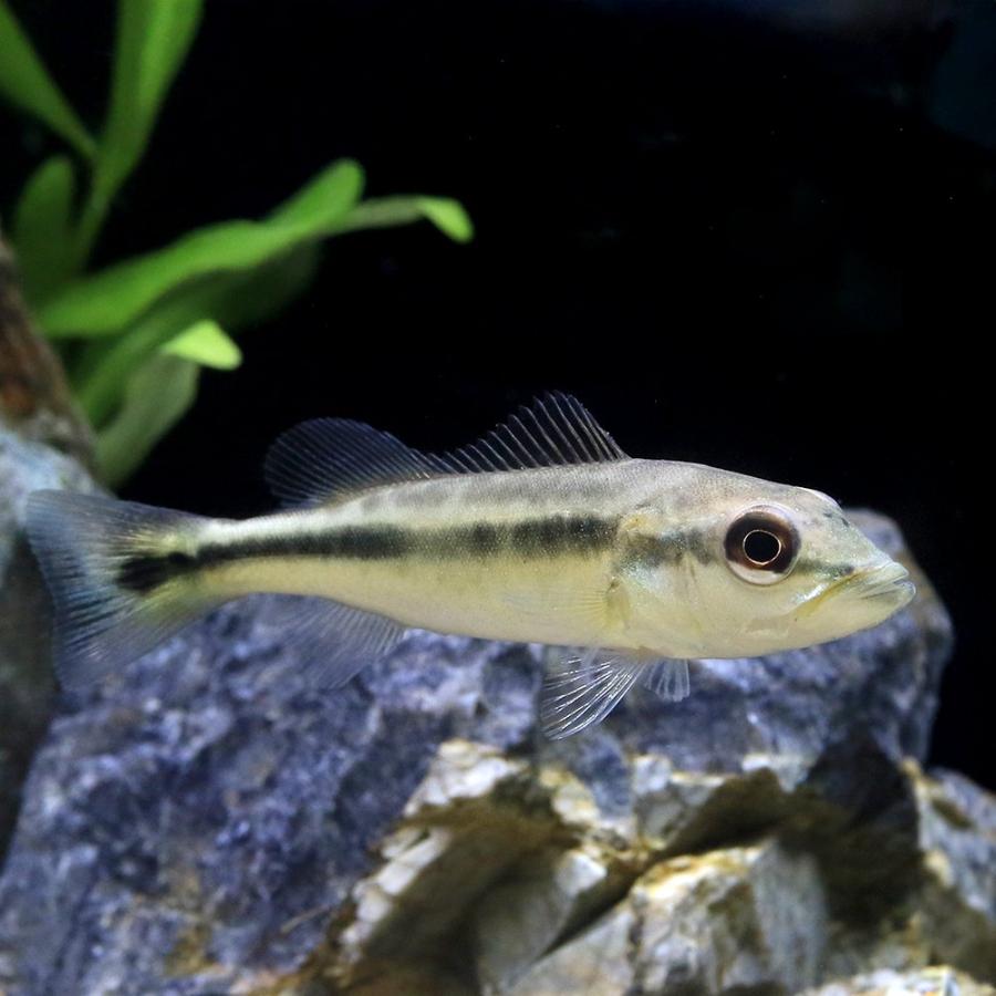 熱帯魚）キクラ・インターメディア コロンビア（ワイルド）（1匹 