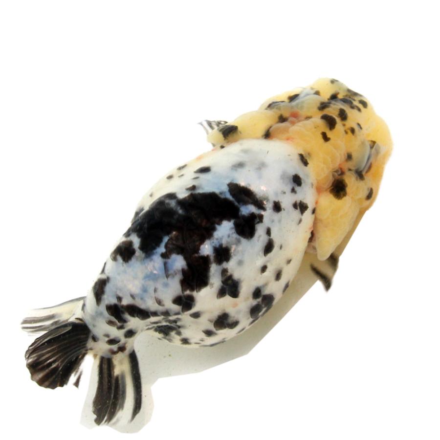 金魚）一点物 白黒透明鱗らんちゅう 13cm±（外国産）（1匹