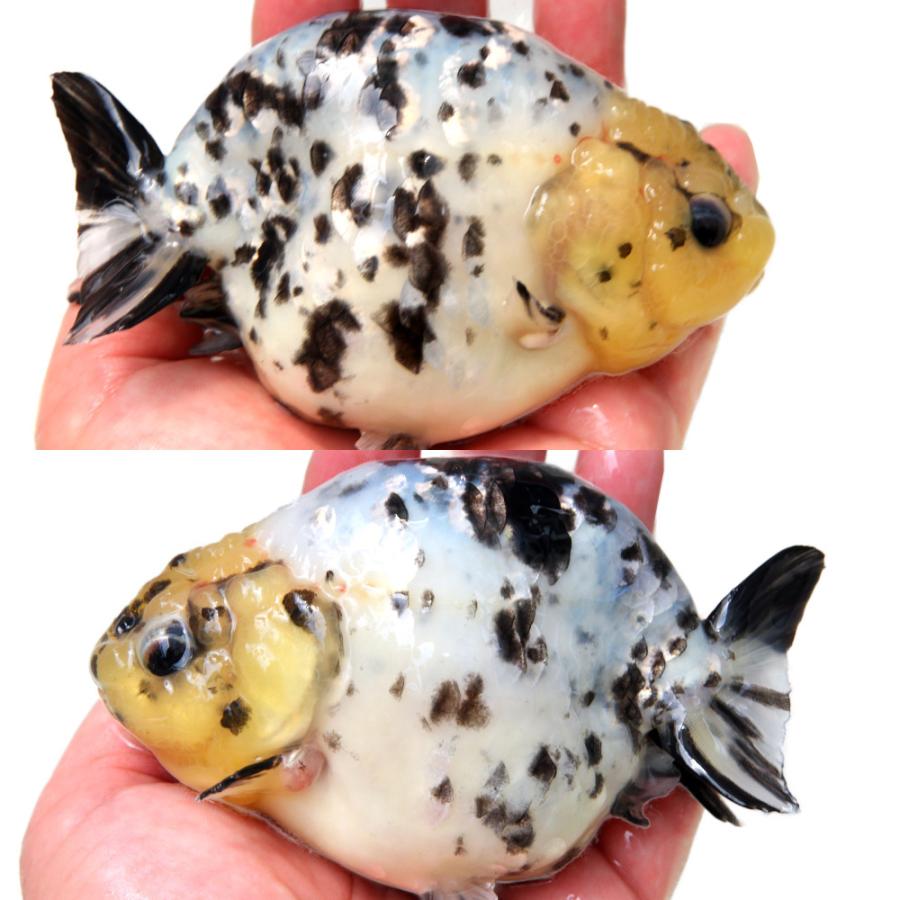 金魚）一点物 白黒透明鱗らんちゅう 13cm±（外国産）（1匹