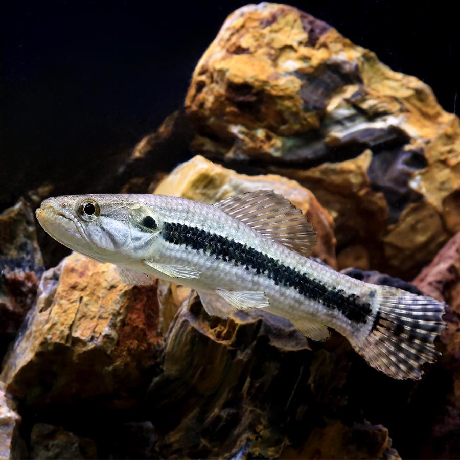 入荷未定）（熱帯魚）タイガーホーリー コロンビア（1匹） 北海道