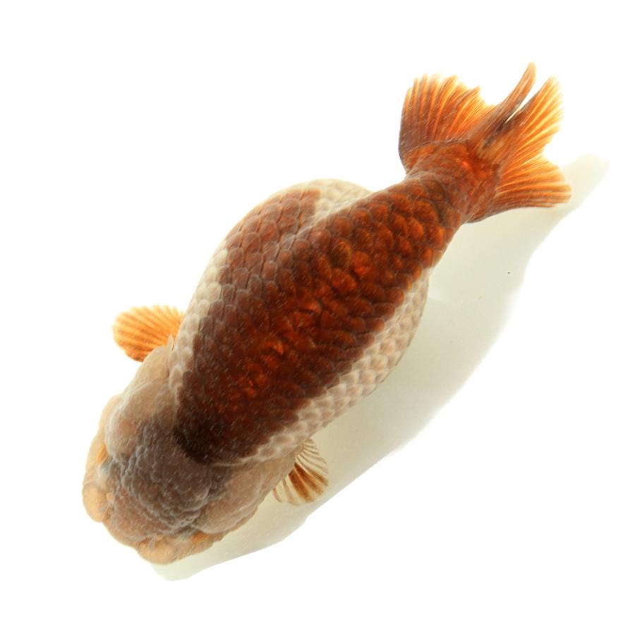 金魚）一点物 瑪瑙らんちゅう（中国産）9cm±（1匹） 北海道航空便