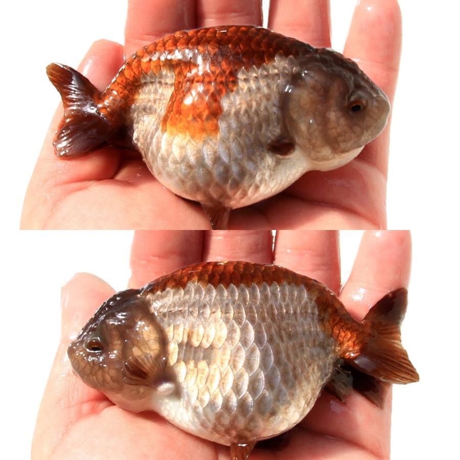 金魚）一点物 瑪瑙らんちゅう（中国産）9cm±（1匹） 北海道航空便