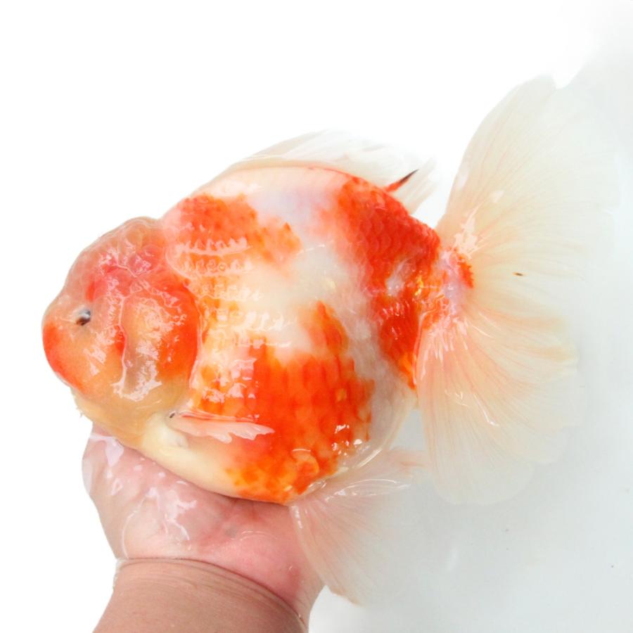 新年特価！金魚　ローズテールオランダ獅子頭 金魚）一点物 オランダ獅子頭 ローズテール 18cm±（中国産）（1匹