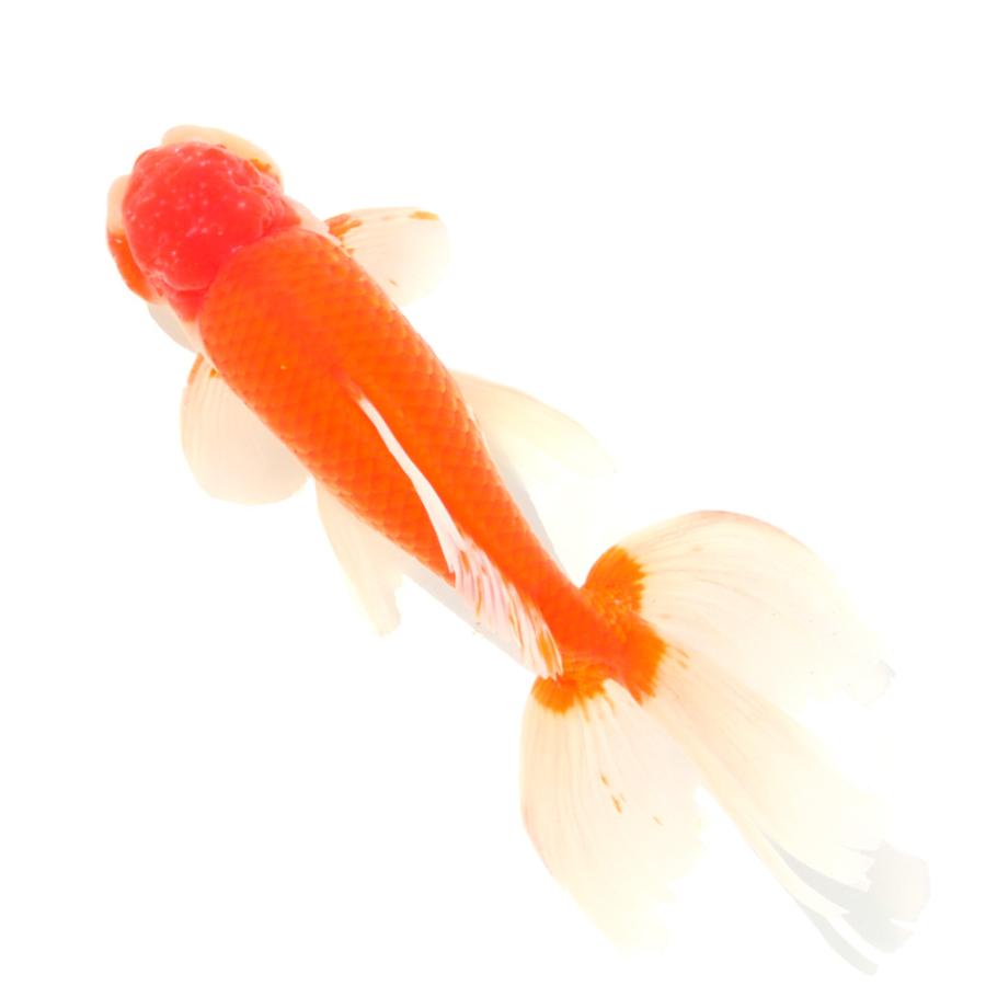 国産金魚）一点物 ジャンボオランダ獅子頭 28cm±（1匹） : charm
