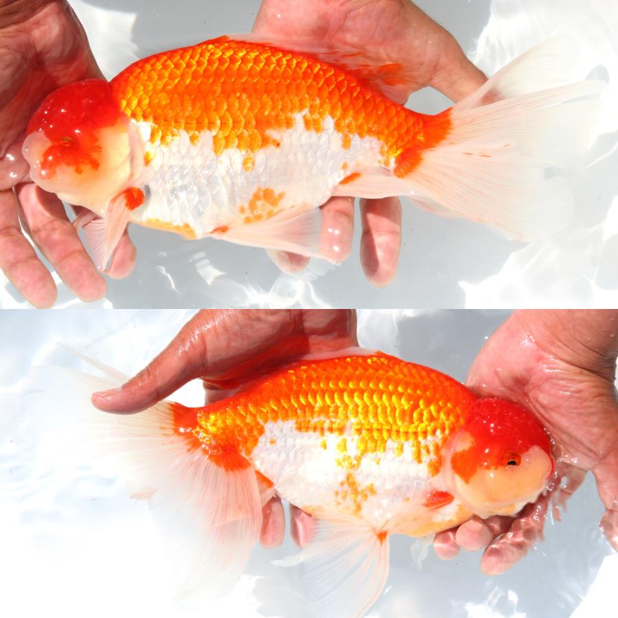 国産金魚）一点物 ジャンボオランダ獅子頭 28cm±（1匹） : charm