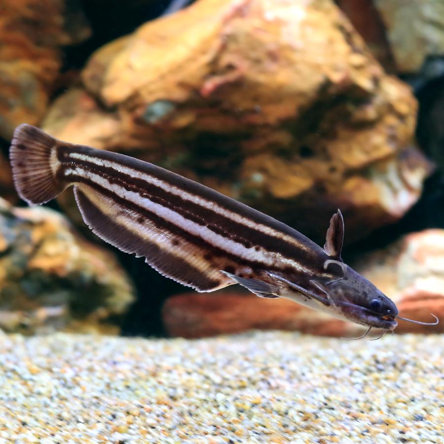 （熱帯魚）ストライプウッドキャット（１匹）　北海道・九州航空便要保温_1