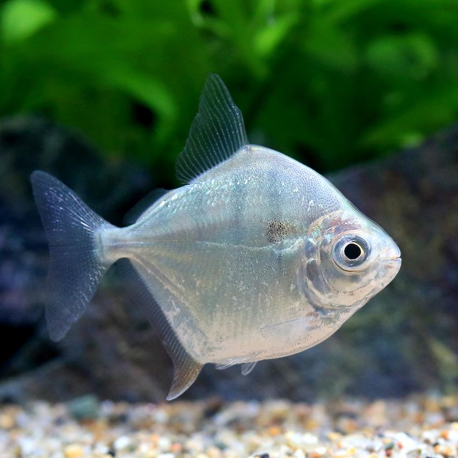 熱帯魚）タイガーメチニス（ブリード）（1匹） 北海道航空便要保温 