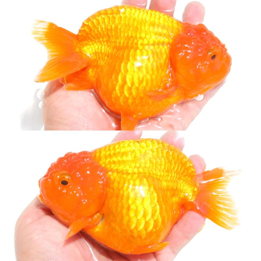 国産金魚）一点物 らんちゅう 薩摩産 13cm±（1匹）北海道航空便要