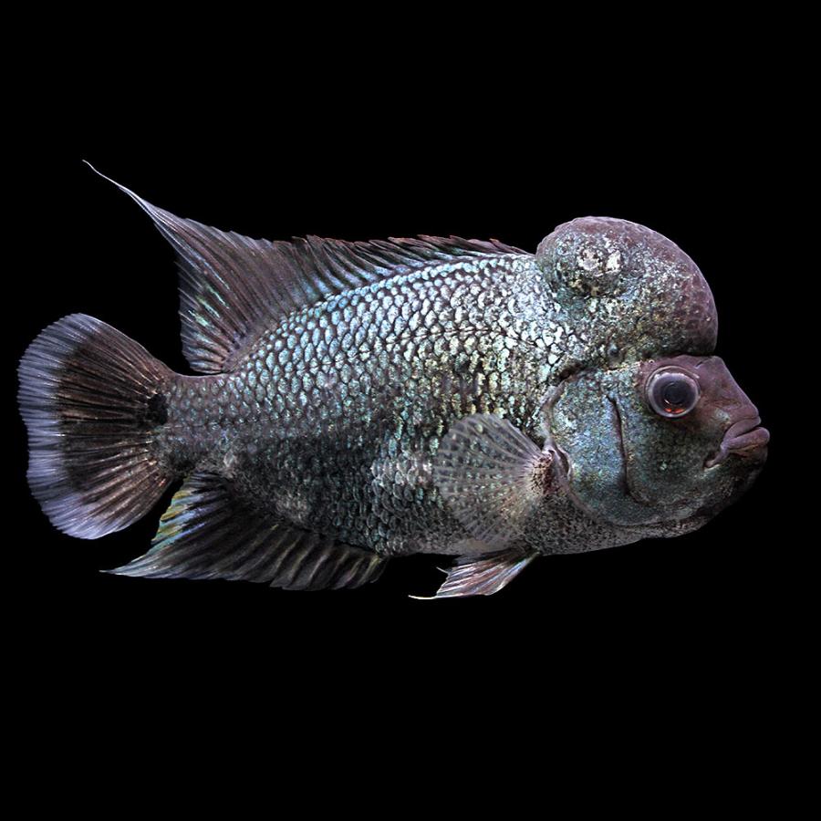 熱帯魚）一点物 フラワーホーン タイシルク（1匹） 北海道航空便要 