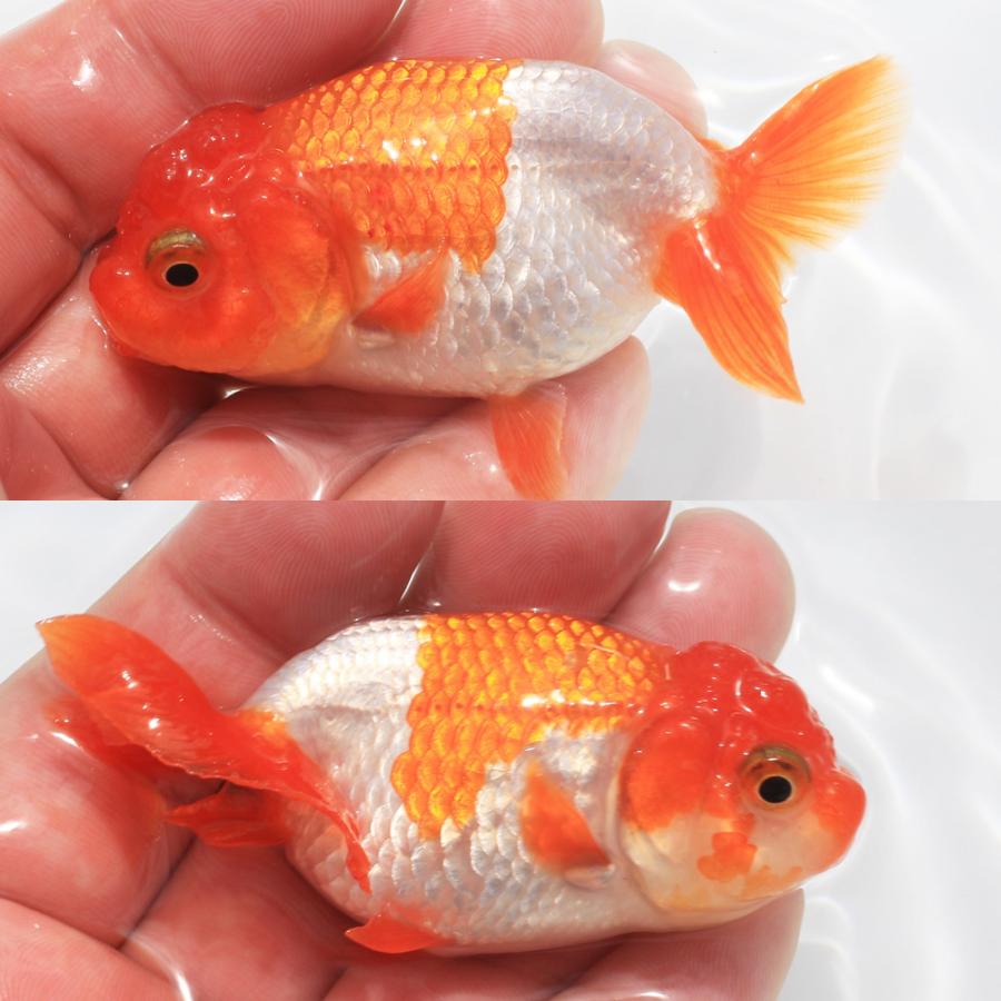 国産金魚）一点物 宇野系らんちゅう 8cm±（1匹） : charm 第2