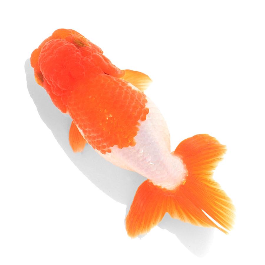 国産金魚）一点物 宇野系らんちゅう 8cm±（1匹） : charm 第2