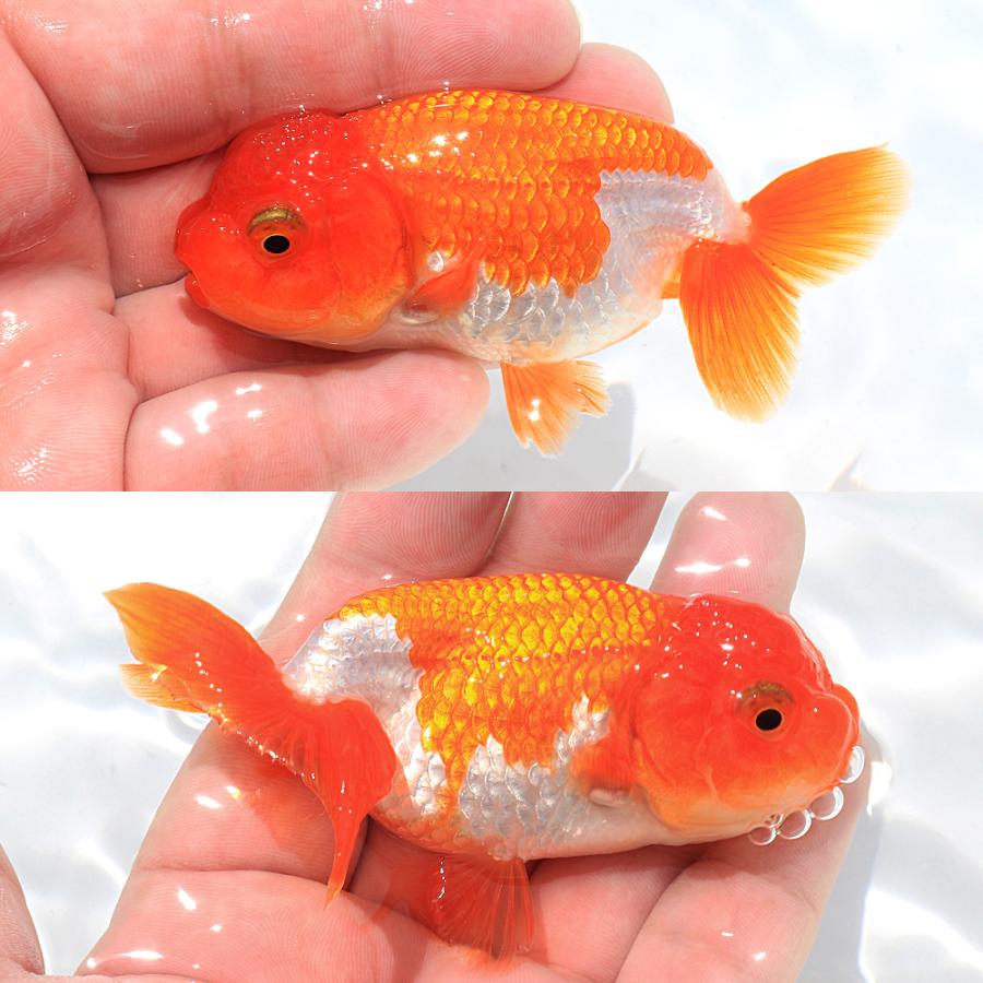【046】金魚のチャーム／金魚掬い／ランチュウ 国産金魚）一点物 宇野系らんちゅう 8cm±（1匹） : charm 第2