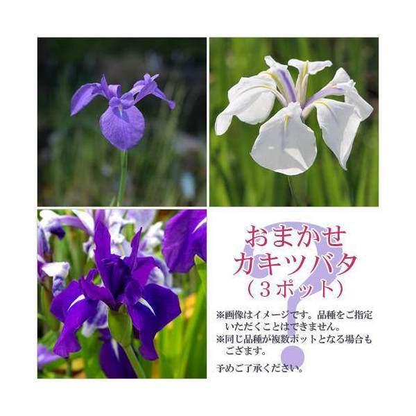 （ビオトープ）水生植物　おまかせカキツバタ（３ポット）（Yahoo!・charm 第2ヤフー店）