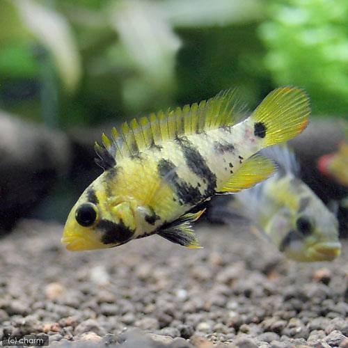 熱帯魚）アピストグラマsp．Inka−50（国産ブリード）（1ペア