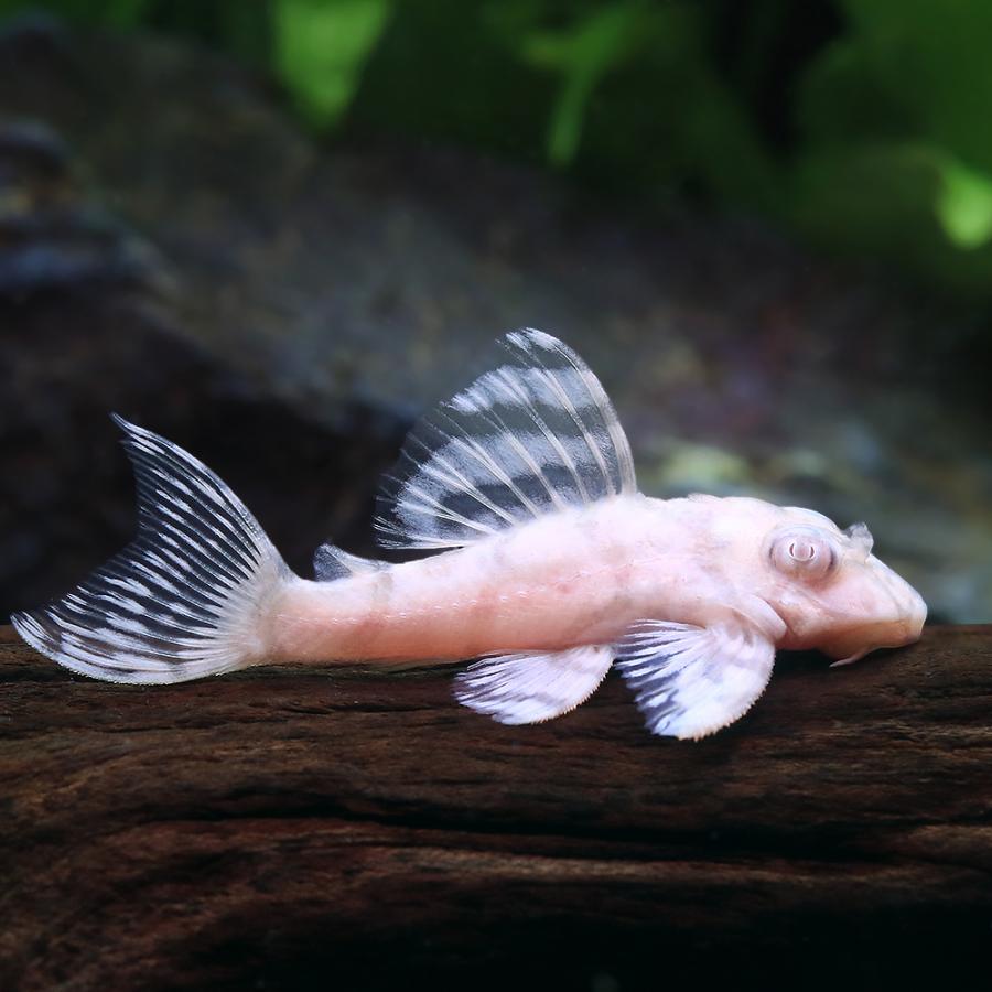 熱帯魚）一点物 アルビノニューメガクラウンプレコ スーパーホワイト