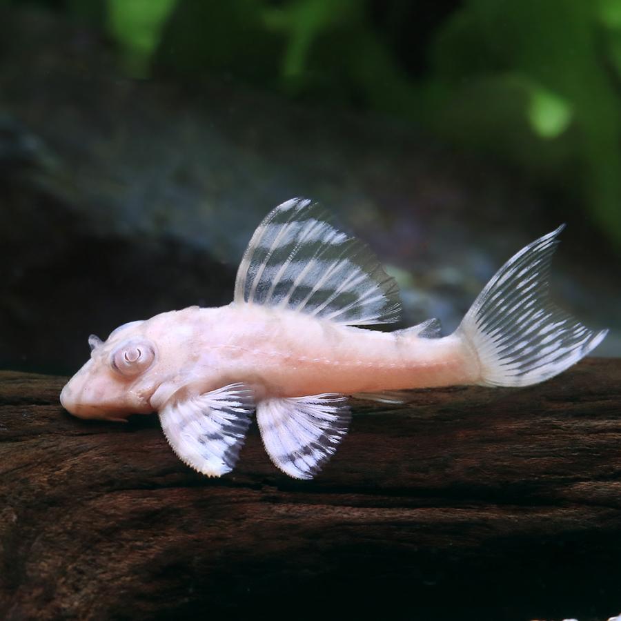 熱帯魚）一点物 アルビノニューメガクラウンプレコ スーパーホワイト