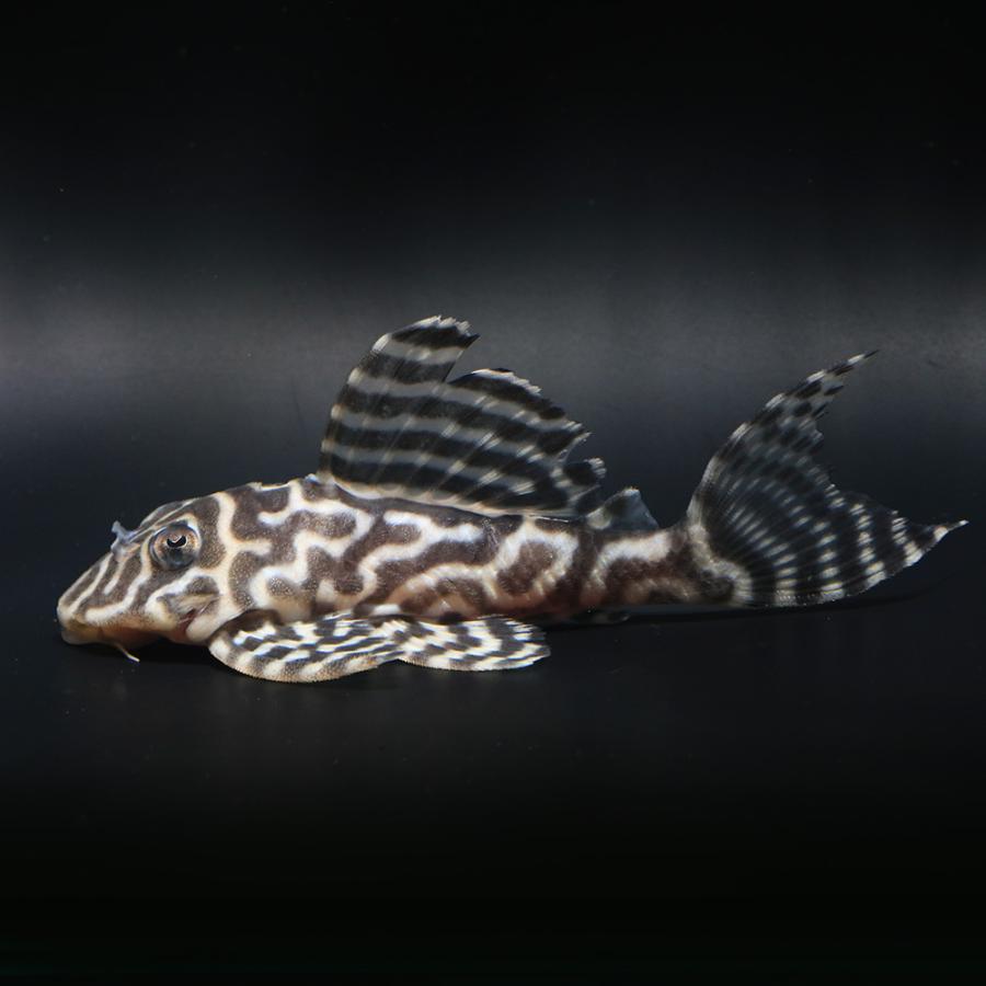 （熱帯魚）一点物　ニューメガクラウン・ペコルティア　Ｌ−２３６　約８〜９ｃｍ（ブリード）（１匹）北海道・九州航空便要保温_1