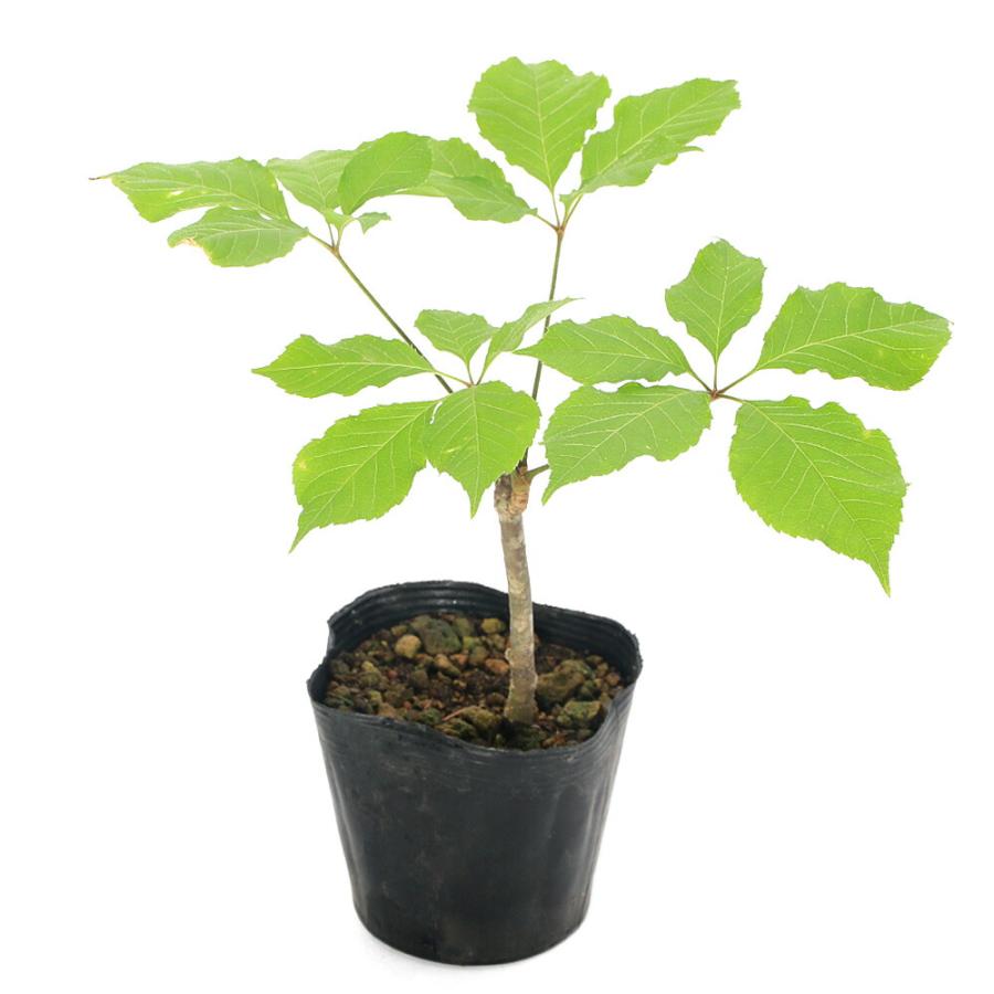 （山野草）山菜　コシアブラ（漉油）素掘り苗　３〜４号（１ポット）　家庭菜園　盆栽　庭木（Yahoo!・charm 第2ヤフー店）