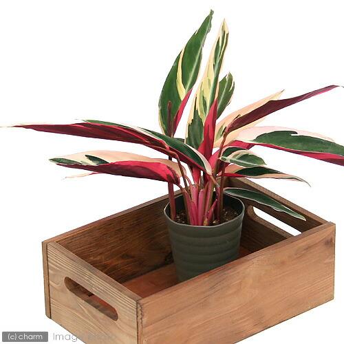 （観葉植物）インテリア　カラテア　ストロマンテ　トリオスター　４〜４．５号（１鉢）（Yahoo!・charm 第2ヤフー店）