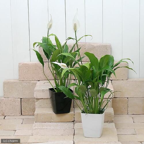 （観葉植物）スパティフィラム　４号（１鉢）（Yahoo!・charm 第2ヤフー店）
