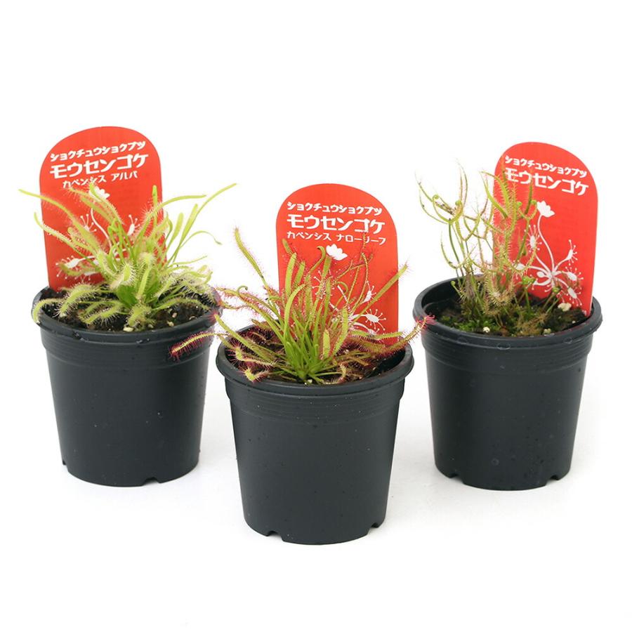 食虫植物　モウセンゴケ　３種セット（Yahoo!・charm 第2ヤフー店）