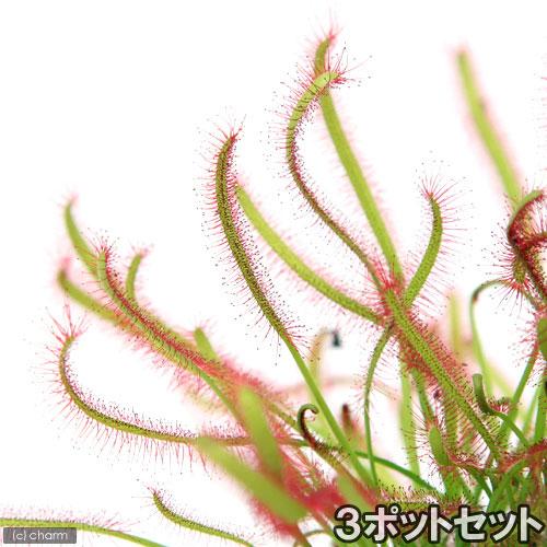 食虫植物）モウセンゴケ アフリカナガバモウセンゴケ（ドロセラ