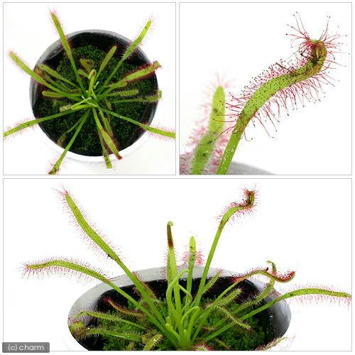 食虫植物）モウセンゴケ アフリカナガバモウセンゴケ（ドロセラ