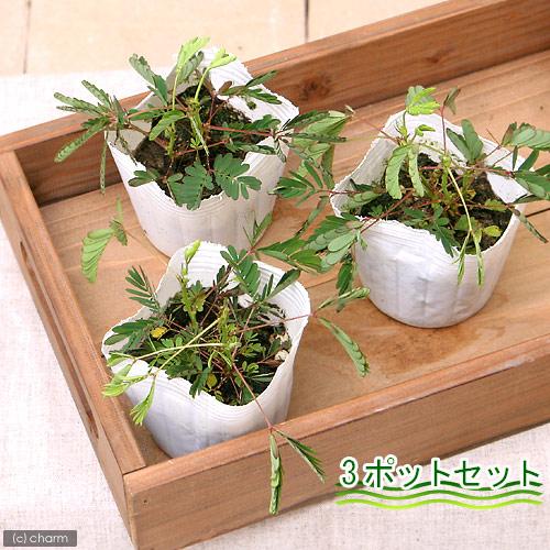 （観葉植物）オジギソウ　３号（３ポット）（Yahoo!・charm 第2ヤフー店）