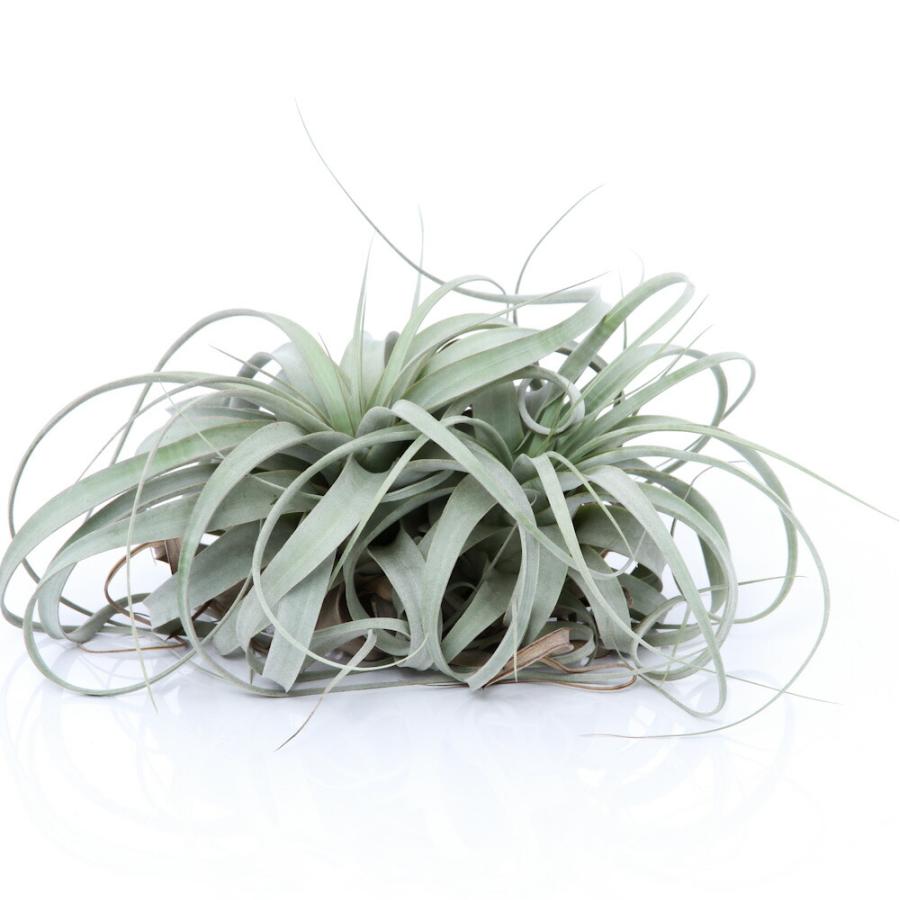 チランジア キセログラフィカ Lサイズ ① 観葉植物）エアープランツ チランジア キセログラフィカ XLサイズ