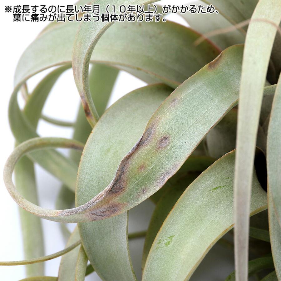 観葉植物）エアープランツ チランジア キセログラフィカ XLサイズ