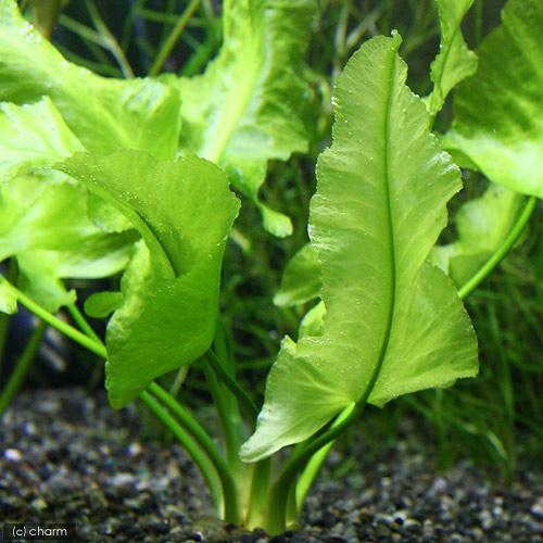 （ビオトープ）水生植物　河骨　ナガバコウホネ（長葉河骨）（１ポット）　浮葉植物　北海道・九州航空便要保温（Yahoo!・charm 第2ヤフー店）