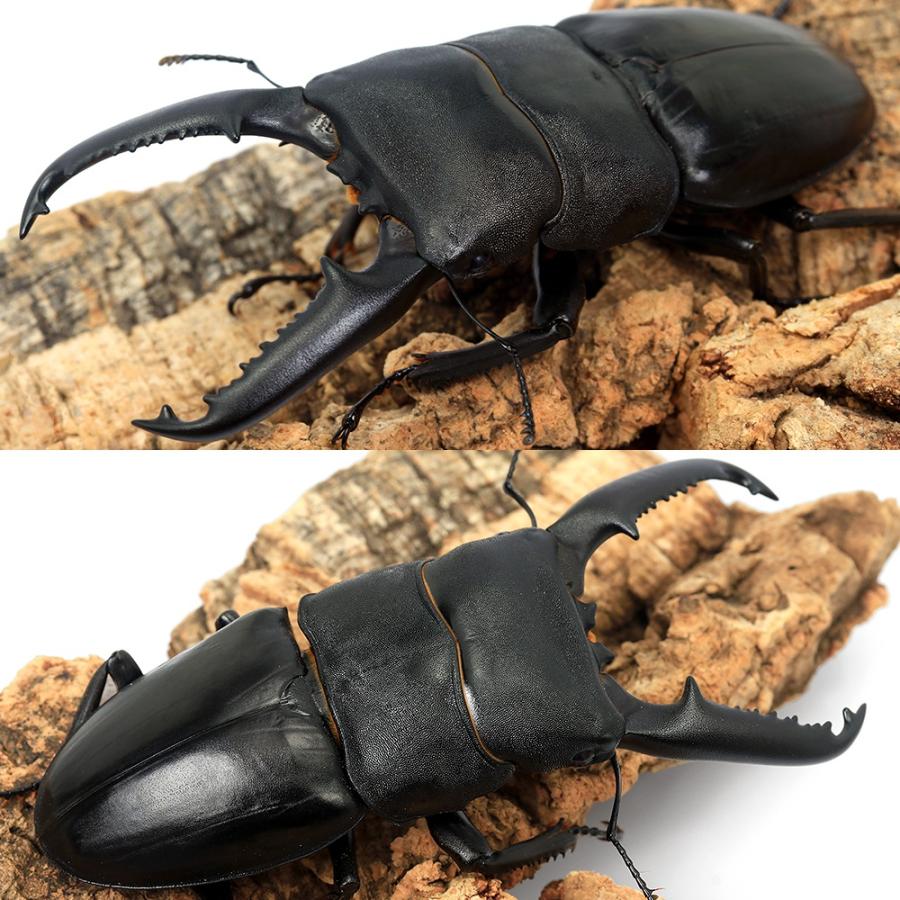 昆虫）パラワンオオヒラタクワガタ ガントン産 成虫 100 