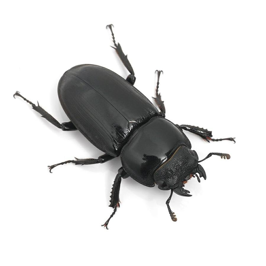 昆虫）（メス単品）アルキデスヒラタクワガタ スマトラ アチェ産 成虫