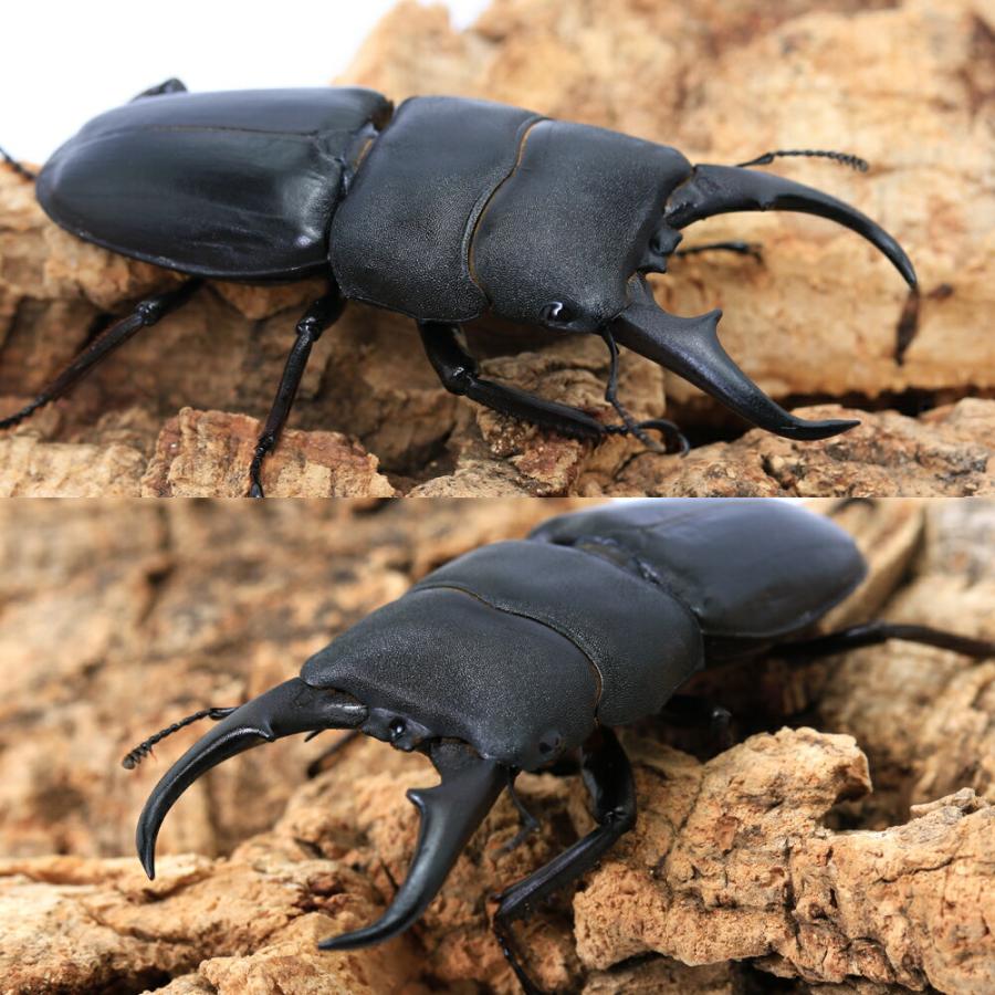 昆虫）（オス単品）（内歯消失型）国産ヒラタクワガタ 愛媛県今治市産