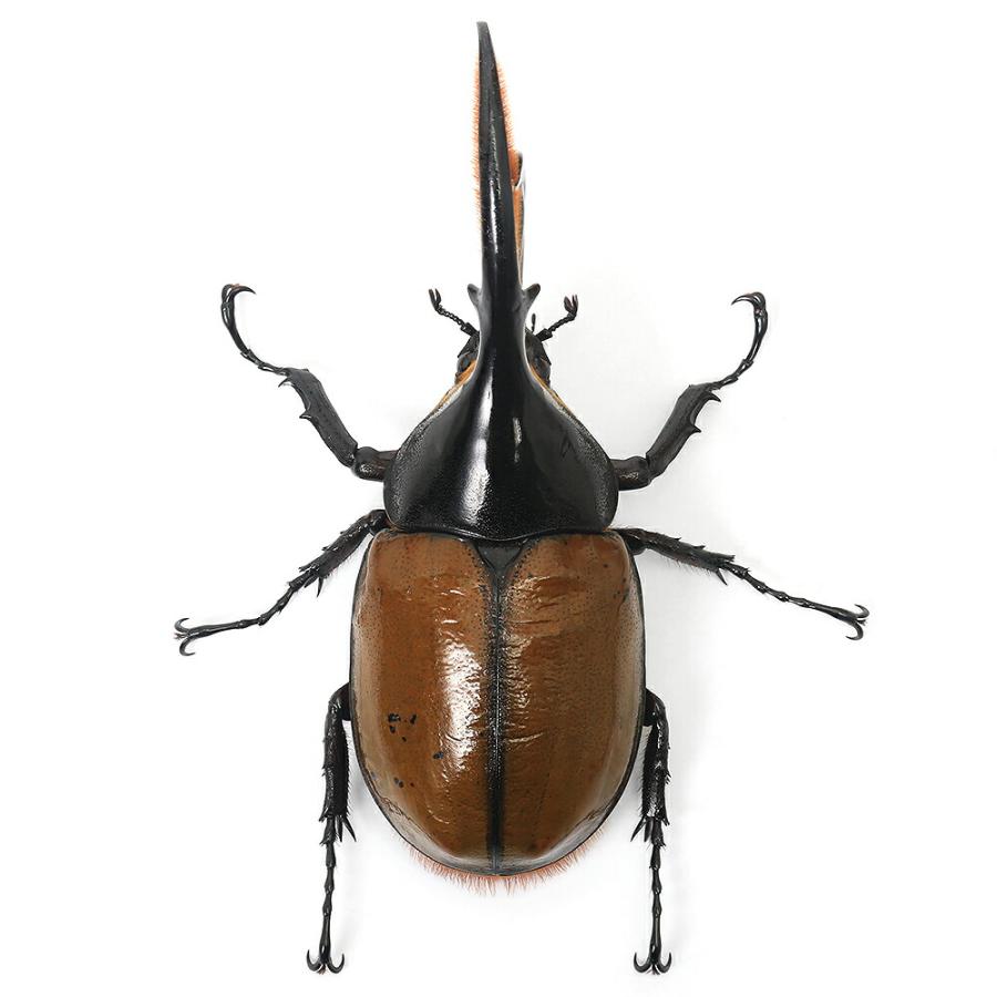 昆虫）（オス単品）ヘラクレス・リッキー ペルー ウカヤリ産 成虫 