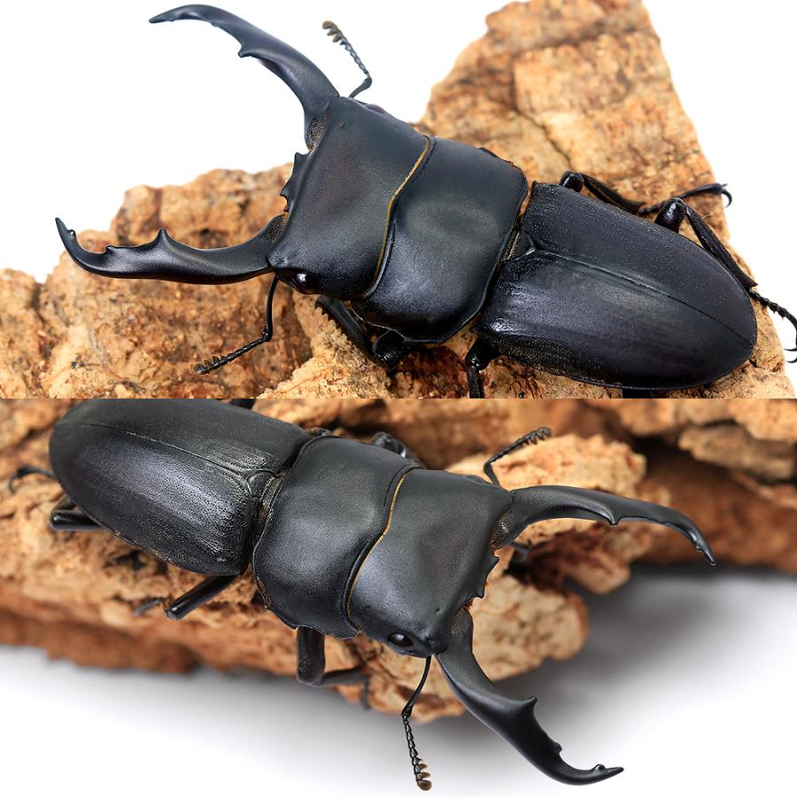 昆虫）ハンステインヒラタクワガタ（亜種プロスティ）ボルネオ島産