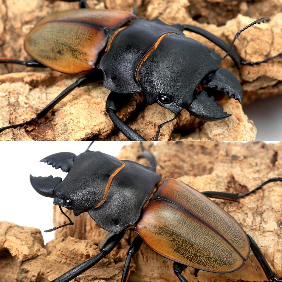 昆虫）キルヒナーツヤクワガタ 短・中歯型 スマトラ産 成虫 WD 55