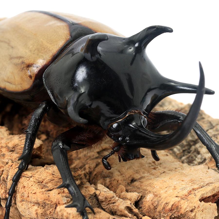 昆虫）ゴホンヅノカブトムシ（原名亜種）タイ産 成虫 WD 80